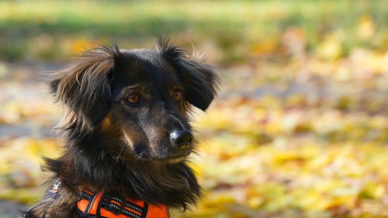 O markiesje, ou "cão holandês", é um cão de companhia e tem temperamento calmo e amigável (Foto: Pexels/  Гусев Александр/ CreativeCommons)