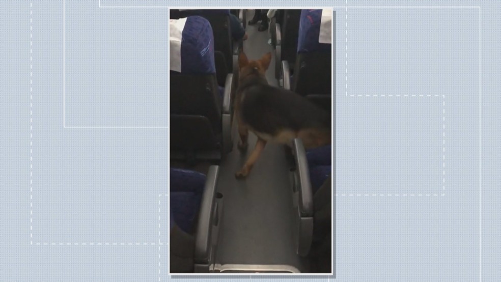 Cachorro que achou drogas no ônibus — Foto: Reprodução/TV Globo
