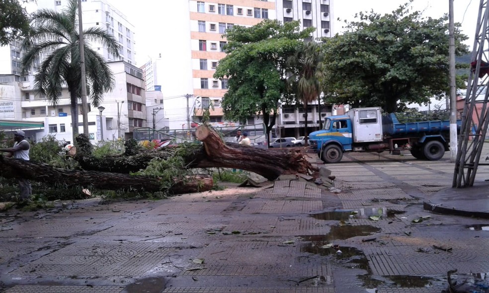 Árvore caída na Praça Antônio Carlos — Foto: Zelia Fonte Alves/Arquivo pessoal