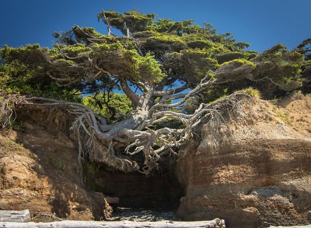 Esta árvore está situada no Olympic National Park, em Washington, EUA (Foto: Reprodução)