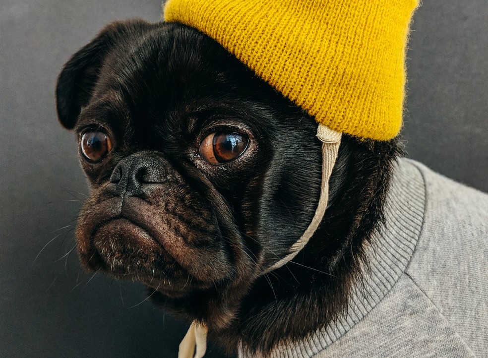 Se não for necessário, o ideal é evitar utilizar roupas, enfeites e fantasias nos cães — Foto: Unsplash/ charlesdeluvio/ Creative Commons