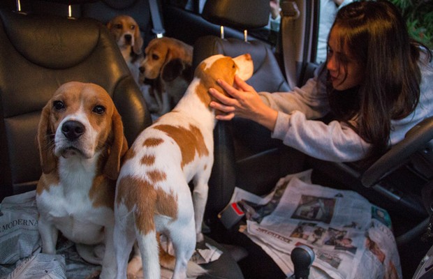 Ativistas invadiram o Instituto Royal e levaram 178 cães da raça beagle (Foto: Agência OGlobo)