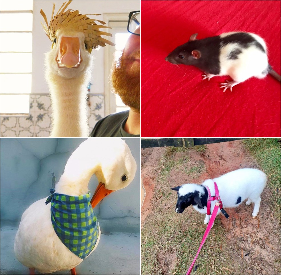 Veterinária explica sobre cuidados e orientações para ter com animais não convencionais — Foto: Arquivo Pessoal