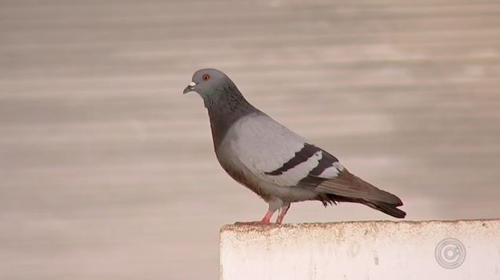 Região da rodoviária de Angatuba (SP) conta com grande número de pombos — Foto: Reprodução/TV TEM