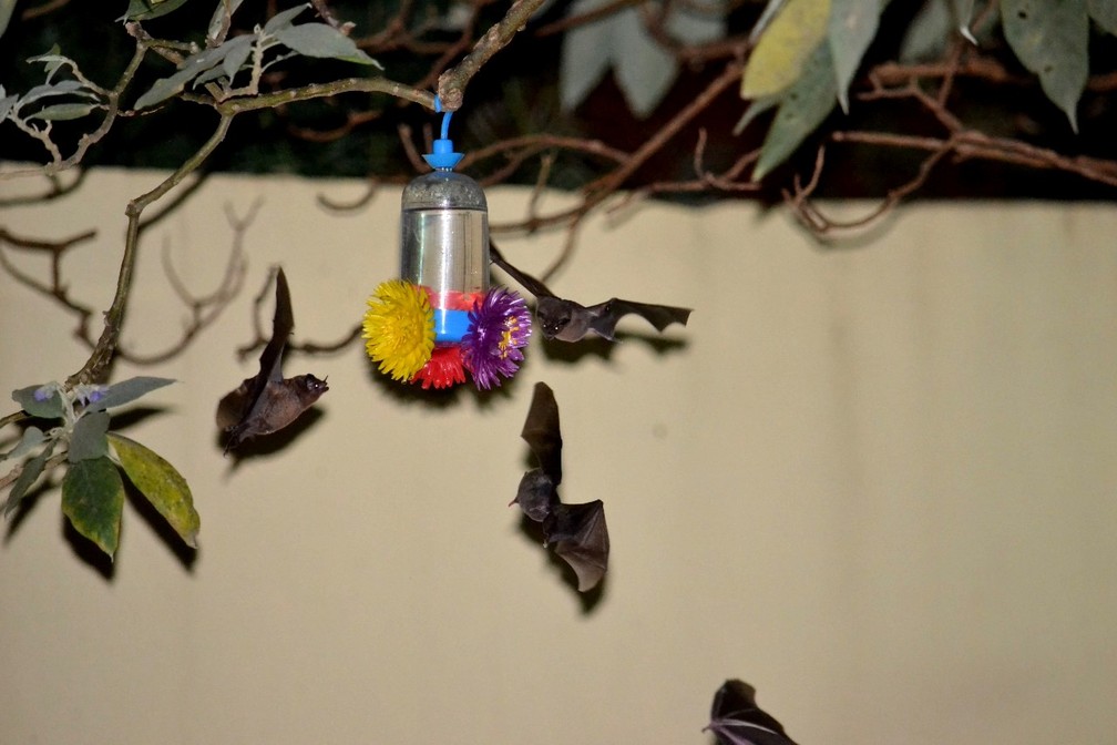 Morcegos se alimentam em bebedouro de beija-flor e são filmados em câmera  lenta | Vc no Terra da Gente | G1