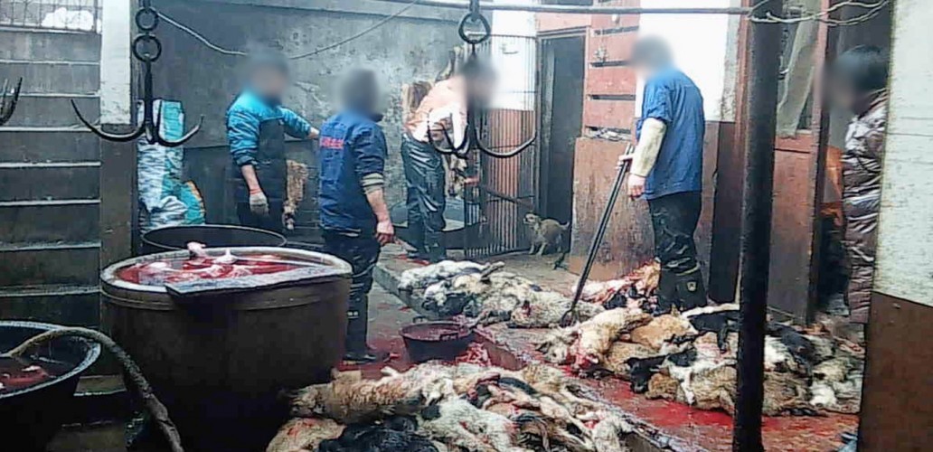Falta de legislação para proteger animais incentiva este tipo de atividades na China (Foto: Reprodução/PETA)
