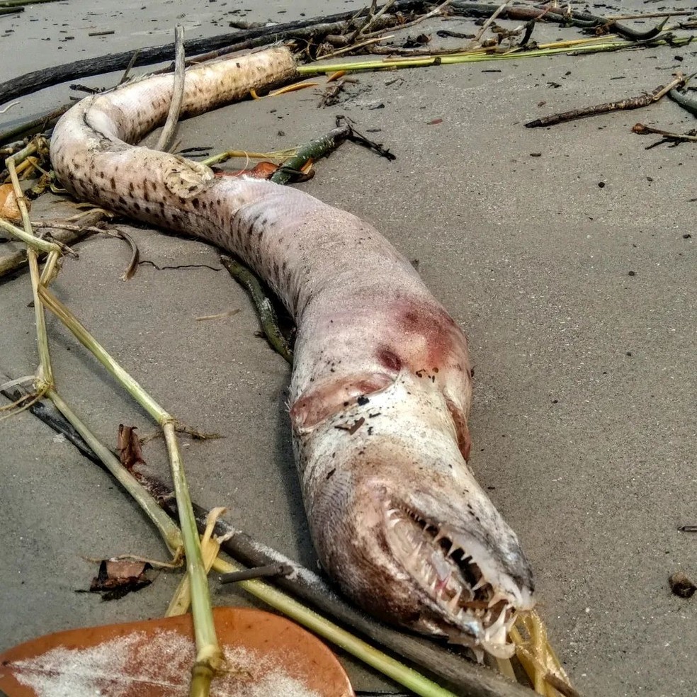 Animal marinho com aspecto semelhante a cobra apareceu em Ilha Comprida, SP — Foto: Monica Novaes