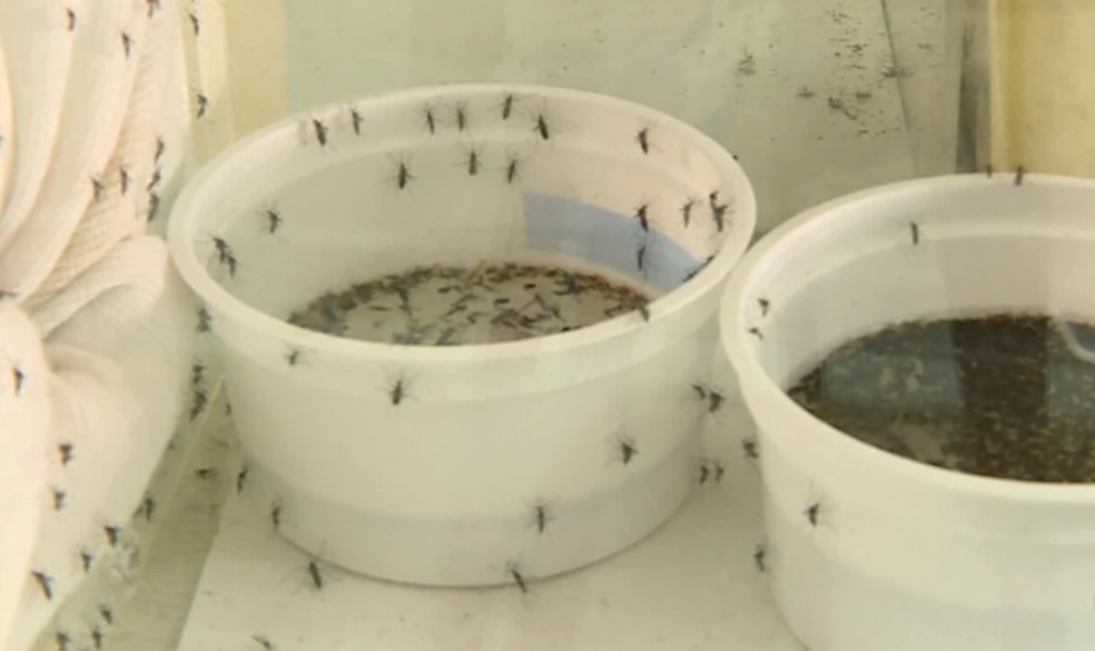 Passos tem cerca de 180% de aumento nos casos confirmados de dengue em um mês — Foto: Reprodução/EPTV 