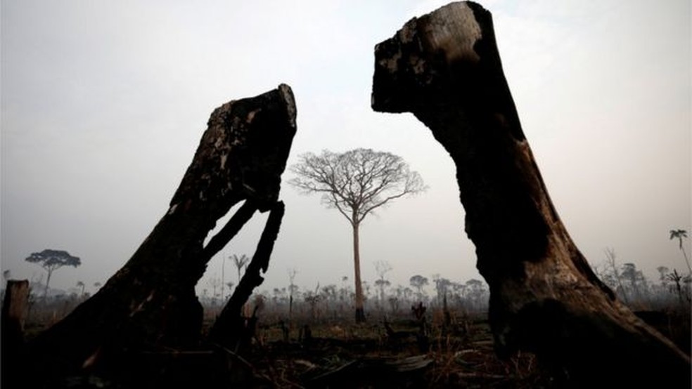Floresta após incêndio em Boca do Acre, Amazonas, em foto de 2019 — Foto: BRUNO KELLY/REUTERS