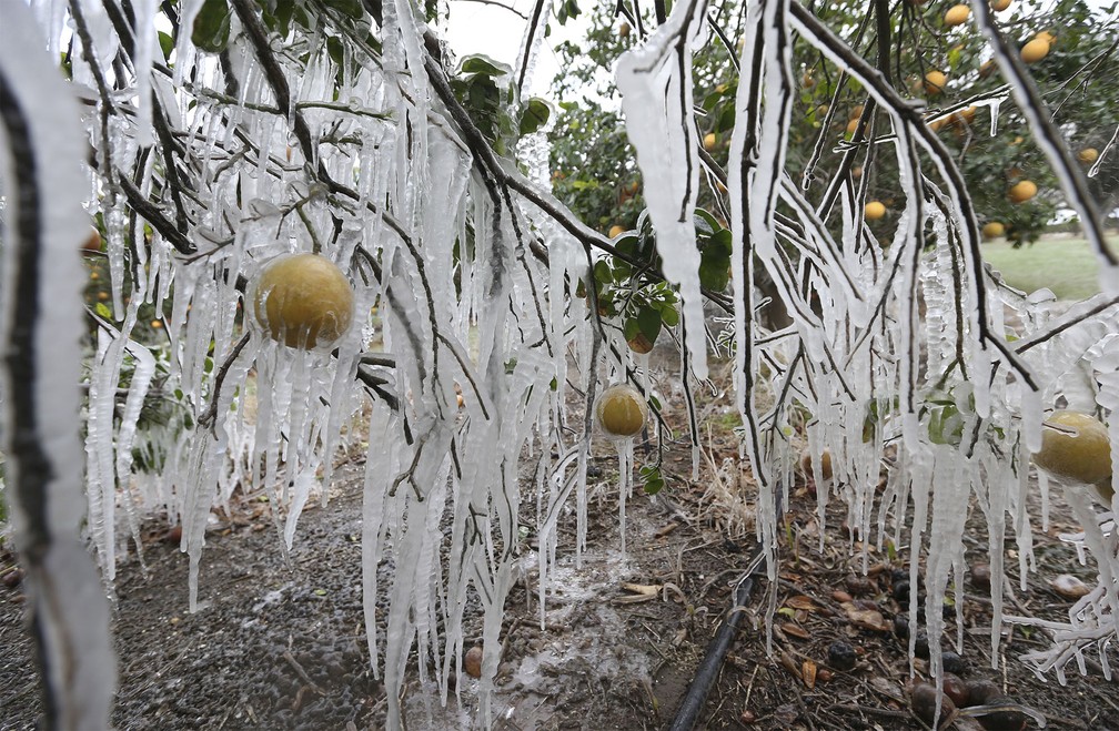 Laranjeira ficou coberta de espetos de gelo devido à irrigação que deveria proteger as árvores das baixas temperaturas em Edinburg, Texas — Foto: Delcia Lopez/The Monitor via AP
