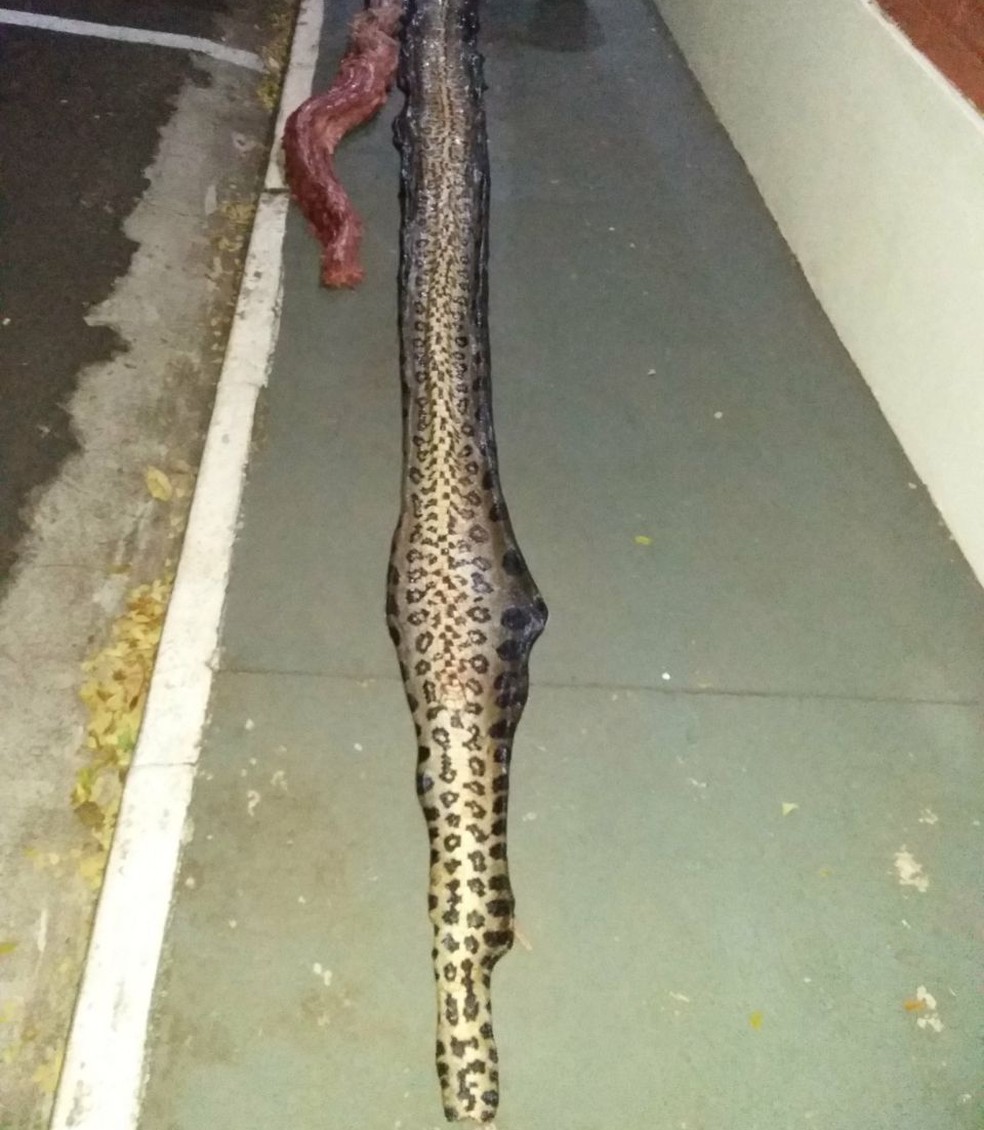 Cobra pesava 47 quilos (Foto: Polícia Militar Ambiental/Divulgação)