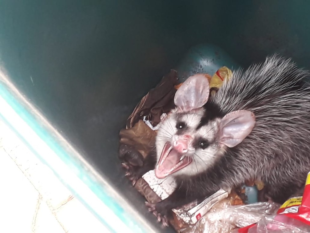 Gamb  fica preso dentro de lixeira e  resgatado por 