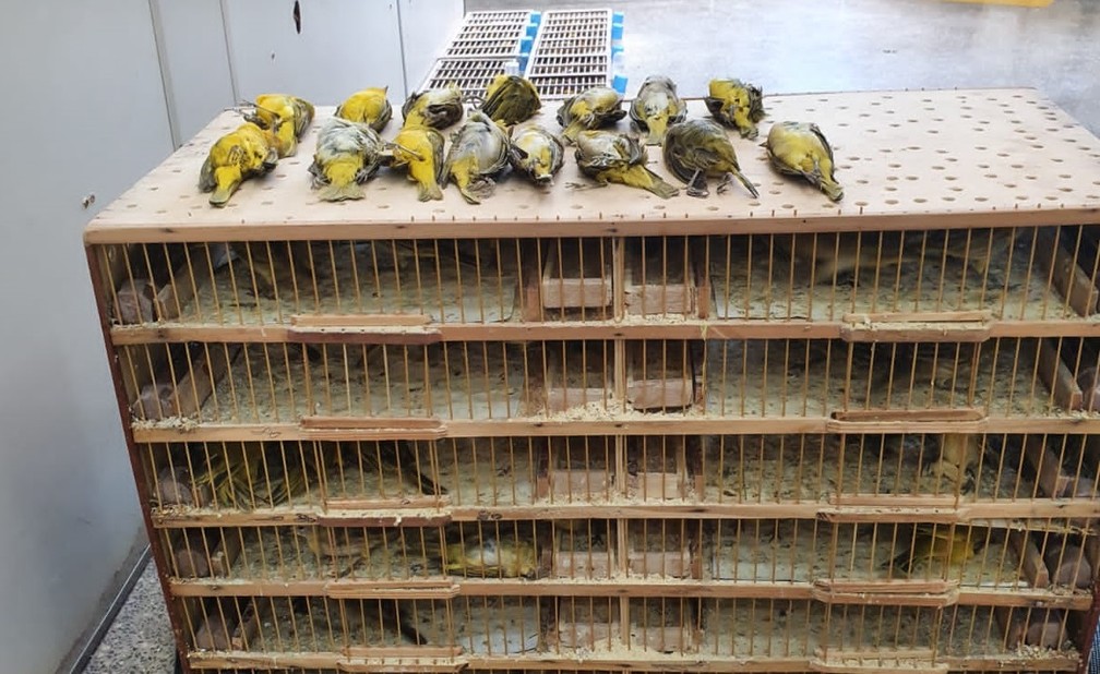 Vários pássaros morreram no transporte do Pará para Mato Grosso — Foto: Reprodução