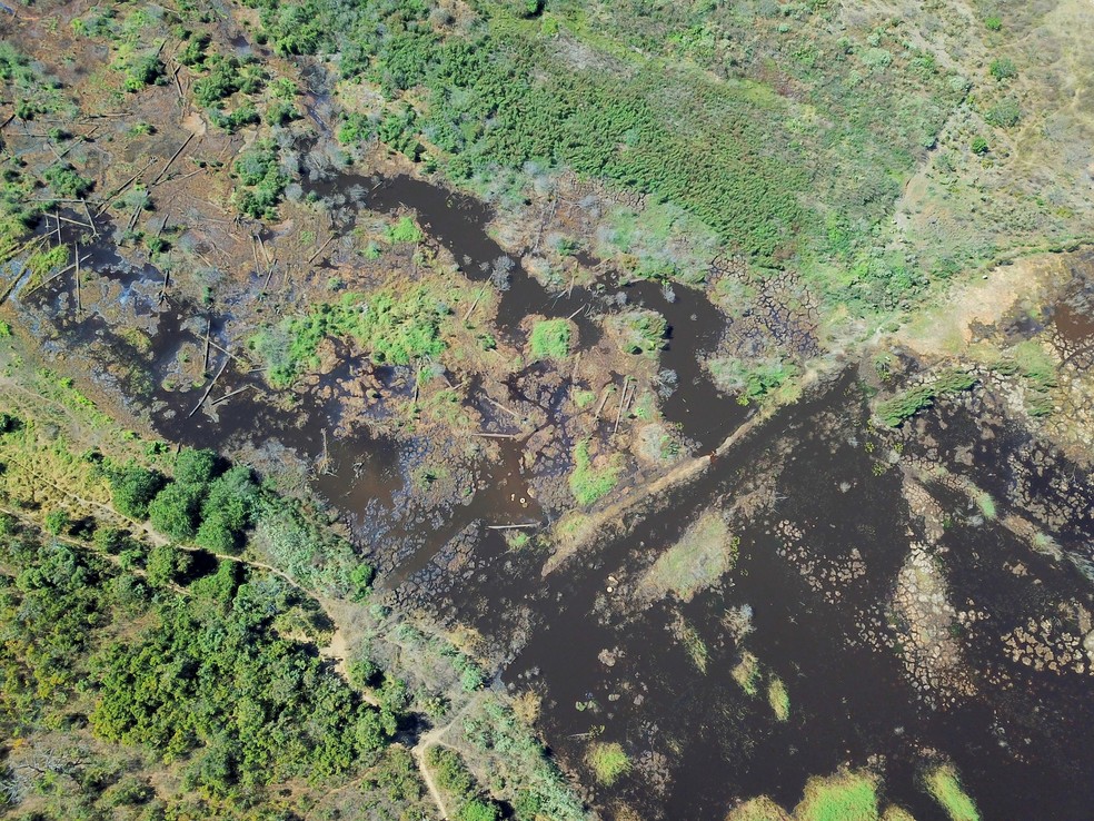 Área de mais de 500 hectares atua no equilíbrio hidrológico local e abastece bacias da região — Foto: Eduardo Gomes de Assis (IGS)/Acervo