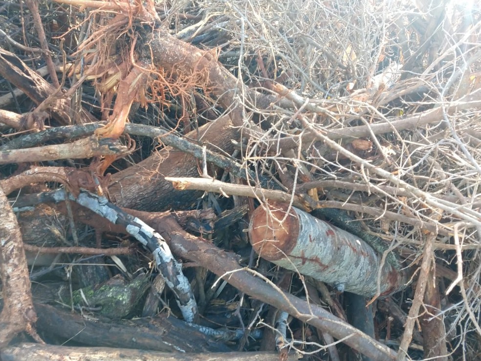 Fiscalização constatou danos ambientais em fazenda em Santo Anastácio — Foto: Polícia Militar Ambiental