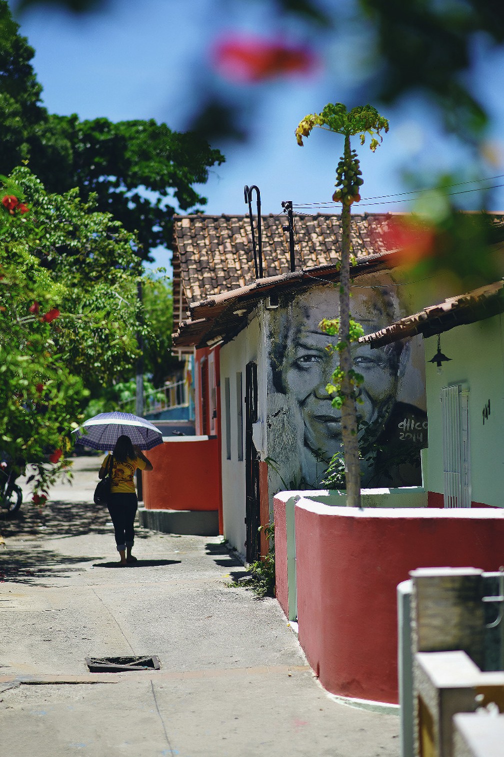 Cores vivas de casas e da vegetação são retratadas em Olinda — Foto: Max Levay/Divulgação