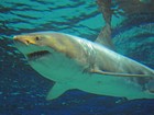 Tubarão branco de 3,5 m morre após apenas três dias de cativeiro no Japão