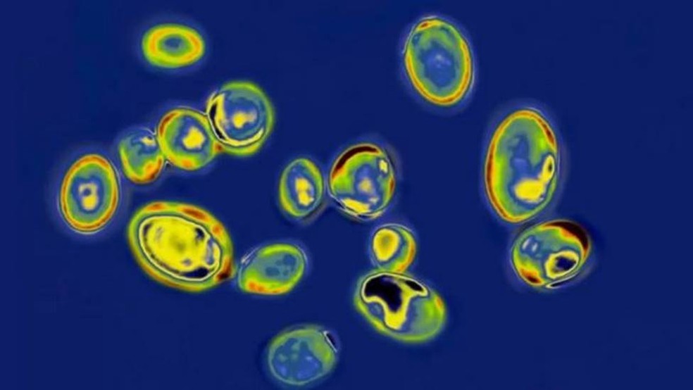 O fungo Candida auris visto do microscópio — Foto: GETTY IMAGES/BBC