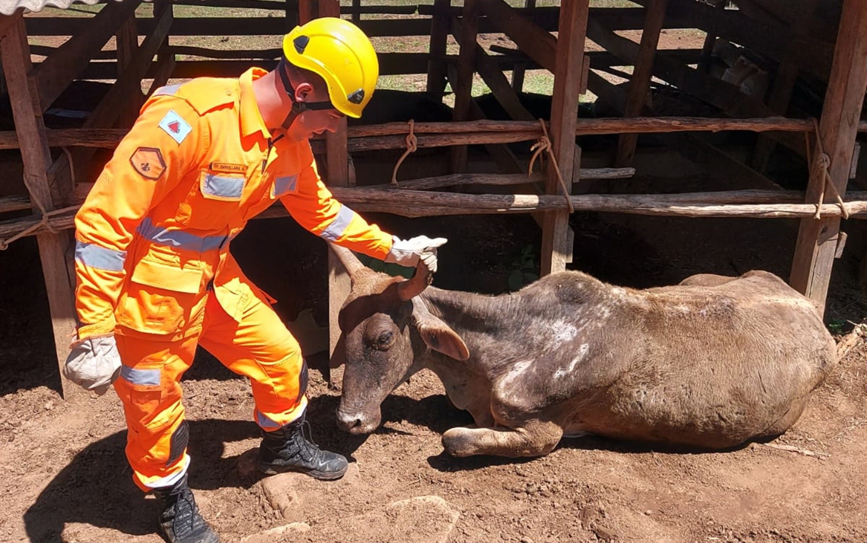 Vaca cai em buraco e é resgatada pelo Corpo de Bombeiros na zona rural de Serrania, MG