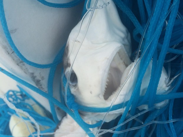 Tubarões ficaram presos em linha falsa e morreram em Santos (Foto: Guilherme Kodja/Arquivo Pessoal)