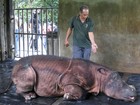 Espécie rara de rinoceronte recebe cuidados em reserva da Malásia