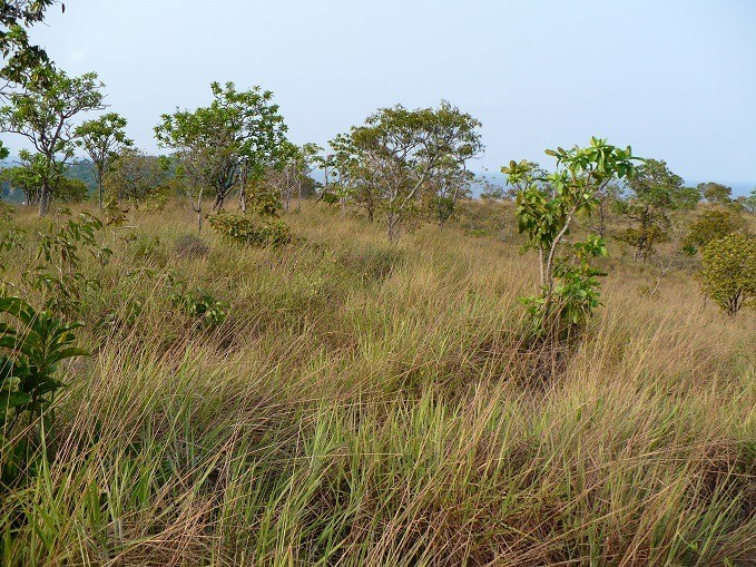 Pesquisa sobre biodiversidade indica ameaça à savana amazônica em Alter do Chão, no Pará 