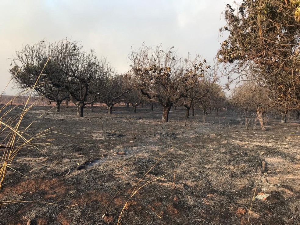 Pés de limão foram queimados no incêndio que atingiu propriedades rurais entre Borborema e Novo Horizonte — Foto: Tiago Luís Detogni/ Arquivo pessoal 