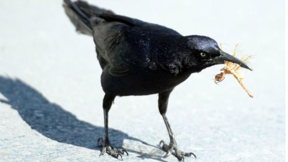 Muitos pássaros e outros animais dependem de insetos para sua alimentação — Foto: Getty Images/BBC