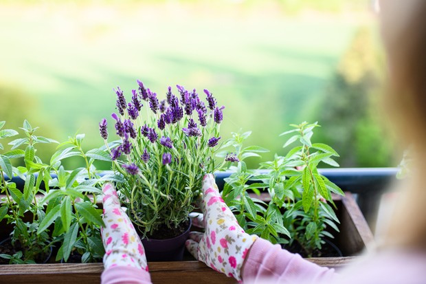 Como cuidar das plantas no frio (Foto: Getty Images)