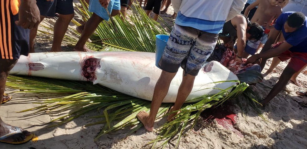 Tubarão de 300 kg é encontrado morto em praia na Bahia e pescadores dividem carne do animal — Foto: Reprodução/Redes Sociais