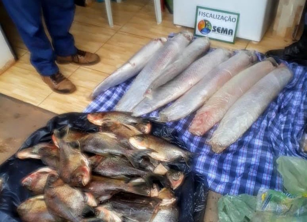 Pescado apreendido em Porto Alegre do Norte e Confresa — Foto: Sema/Assessoria