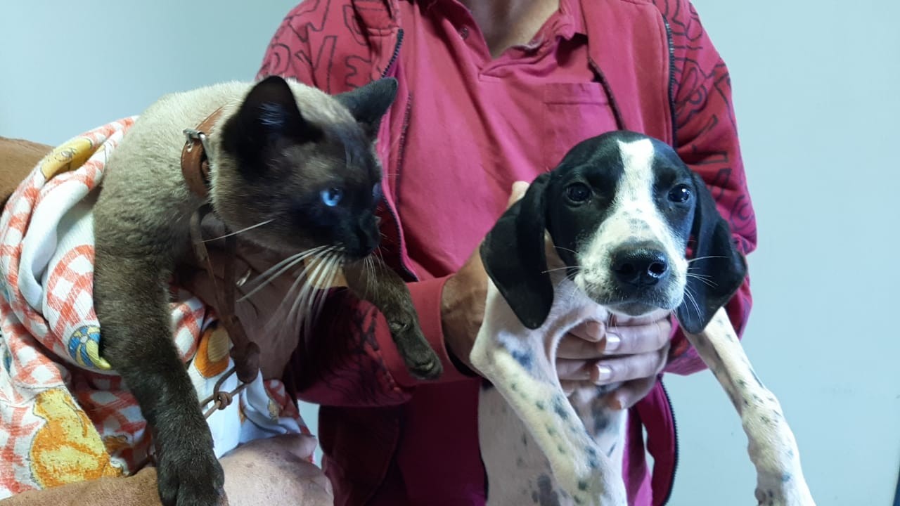 Março Amarelo: veterinária alerta para principais causas e sintomas de doenças renais em cães e gatos 