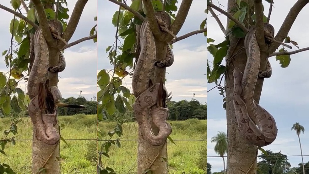 Cobra ficou pendurada em árvore enquanto predava anu.  — Foto: Joana Murano/Arquivo Pessoal