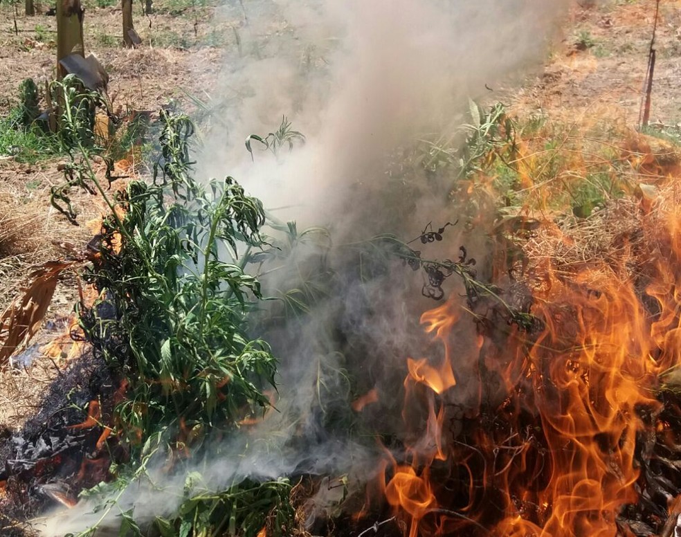 Droga foi incinerada no local. (Foto: Polícia Militar de Cabrobó )