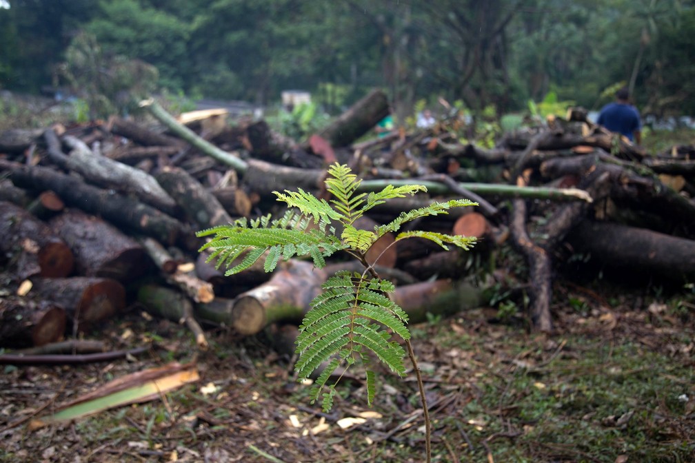 Muda plantada pelos indígenas próxima das árvores cortadas pela construtora Tenda na Zona Norte de SP — Foto: Pedro Biava/Divulgação