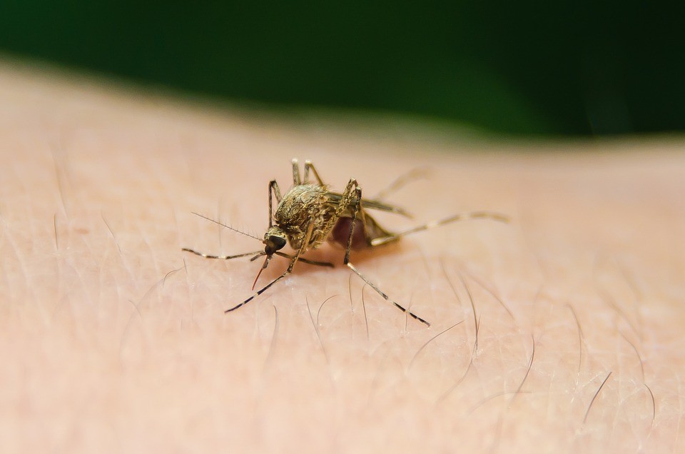 Acabe com os criadouros do Aedes aegypti em menos de 15 minutos