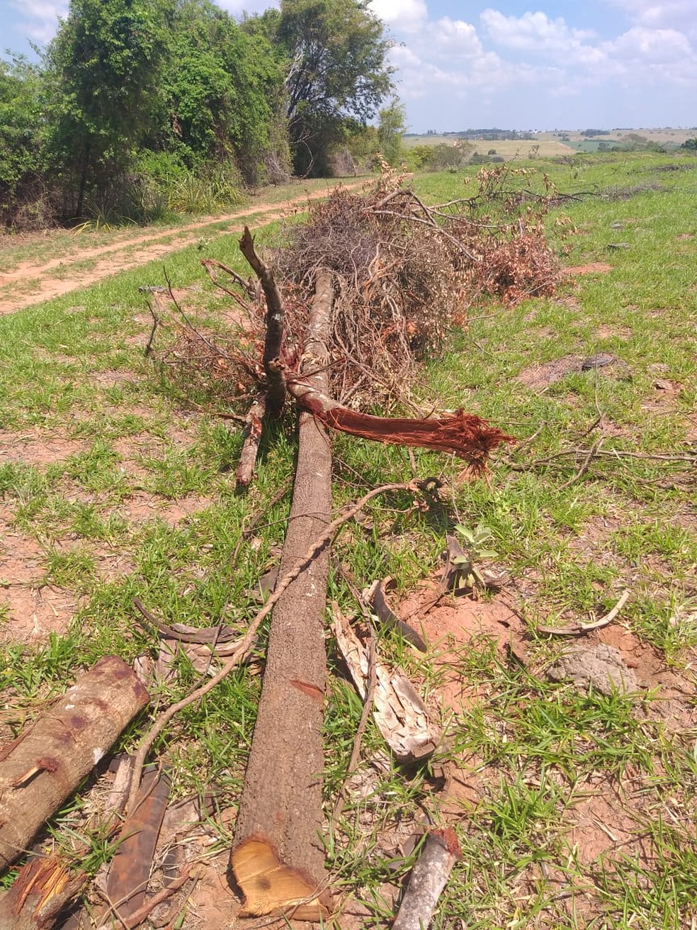 Fiscalização flagrou corte de árvores nativas em Martinópolis — Foto: Polícia Militar Ambiental