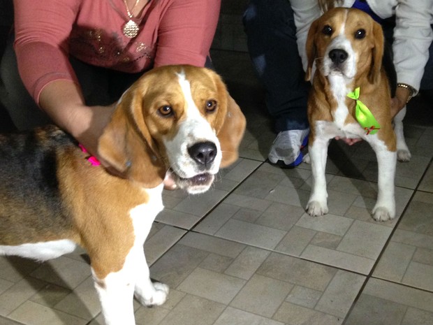 Criador da raça beagle se diz ameaçado - 22/10/2013 - Cotidiano -  Fotografia - Folha de S.Paulo