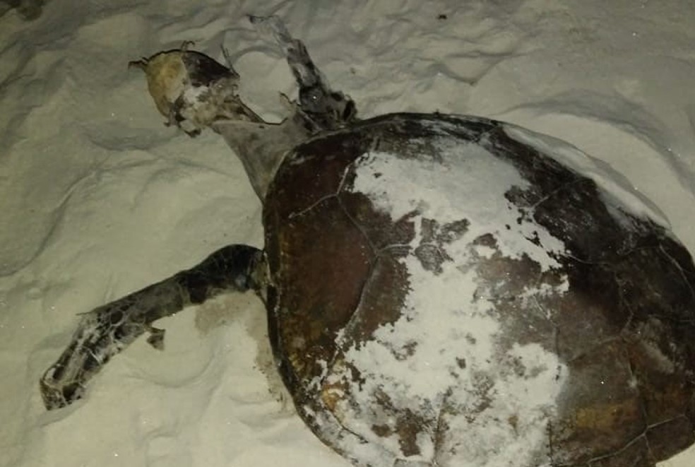 Tartaruga encontrada morta em Uruçuca.  — Foto: Projeto (A)mar. 