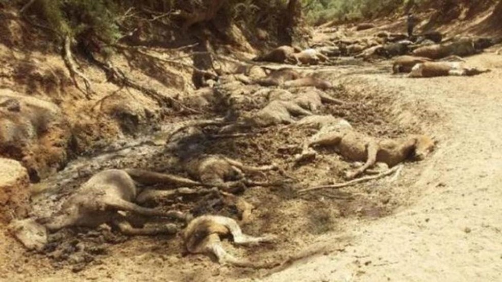 "Eu fiquei arrasado. Nunca tinha visto nada parecido - todos aqueles corpos", disse morador da regiÃ£o que esteve no local das mortes â€” Foto: Ralph Turner