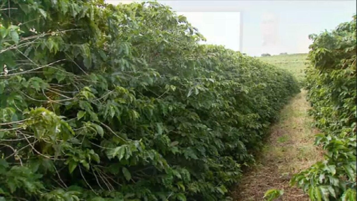 Clima deve prejudicar próxima safra de café
