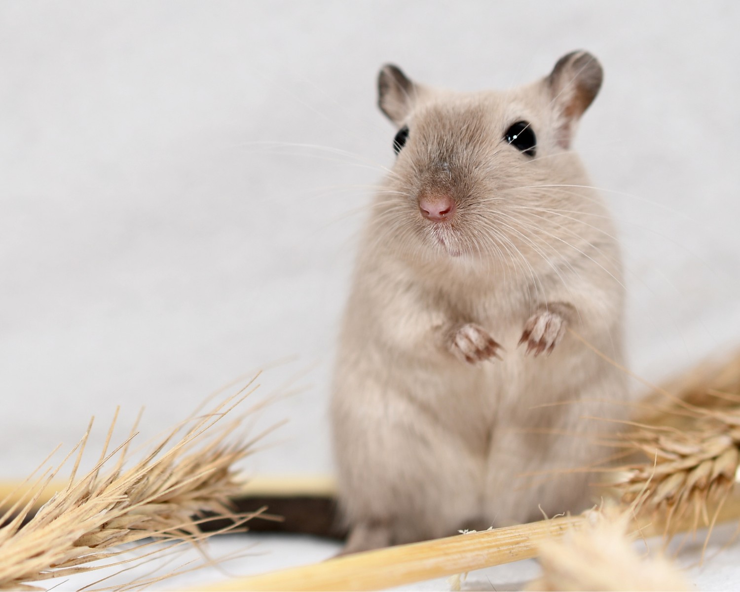 Conheça mais sobre o gerbil, um pequeno roedor  (Foto: Canva/Creative Commons)