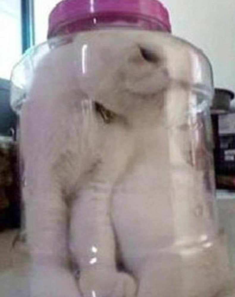 Gato é preso por estudante em pote de vidro (Foto: Reprodução/Facebook)