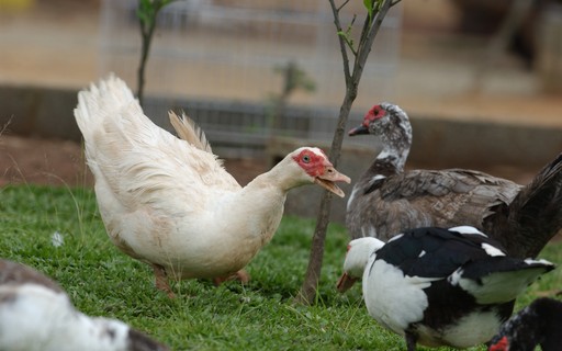 Grippe aviaire : la France confirme un foyer dans un élevage de canards – Revista Globo Rural
