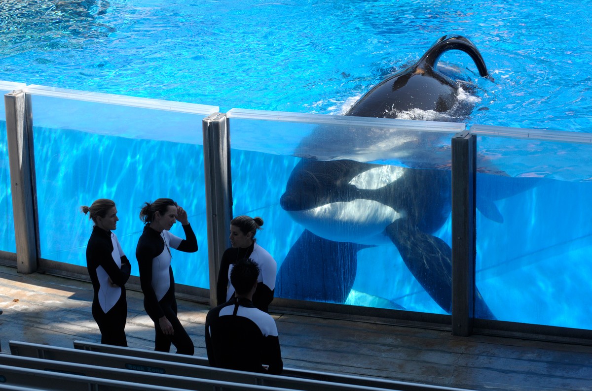 SeaWorld anuncia morte da orca Tilikum, que matou treinadora em 2010 ...