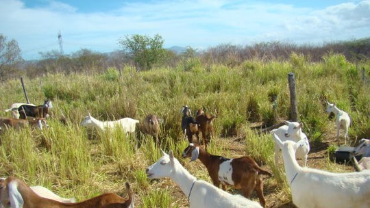 Região que produz 70% do leite de cabra do país precisa combater seis doenças