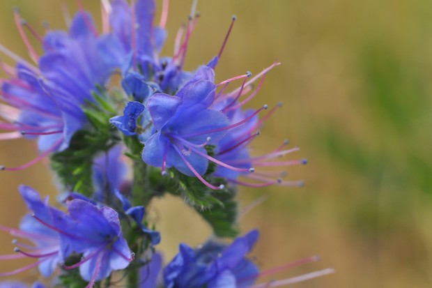 Wild herb, fresh blooming hyssop, blurred background with copy space (Foto: Getty Images/iStockphoto)
