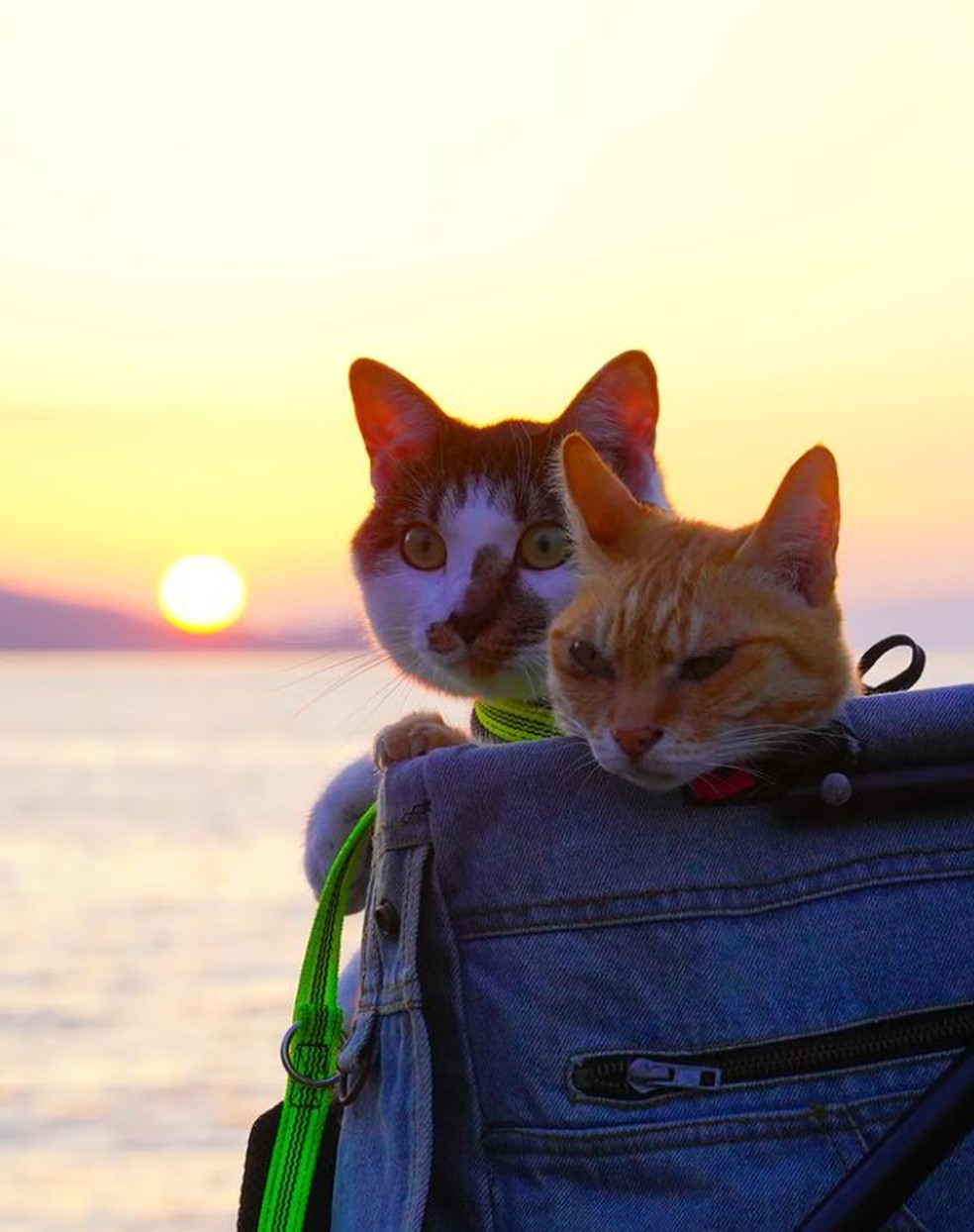Gatos viajantes pelo Japão — Foto: Reprodução/Instagram