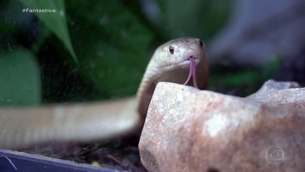 'Possível rede de tráfico de animais', diz delegado sobre jovem picado por cobra naja  — Foto: Fantástico