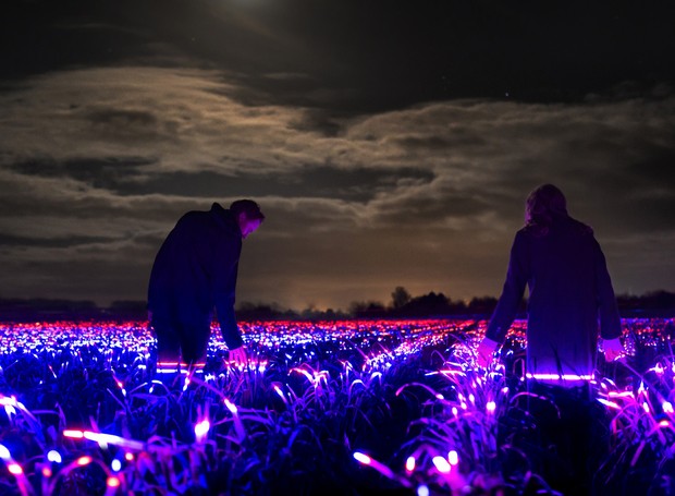 A instalação GROW foi feita em um campo de 20 mil m² de alho-poró na Holanda (Foto: Divulgação)